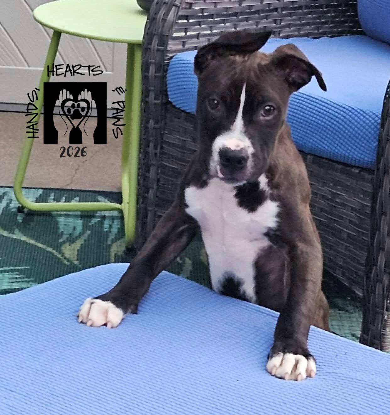 Pepe, ADOPTABLE, Puppy Male Pit Bull Terrier.
