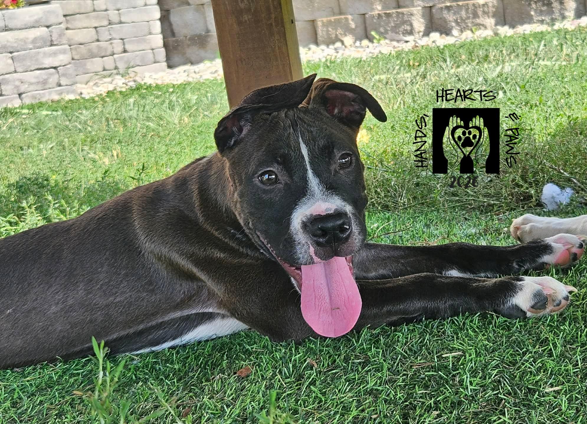 Enlarge Pepe, a ADOPTABLE mixed breed in Omaha, NE image 2/2