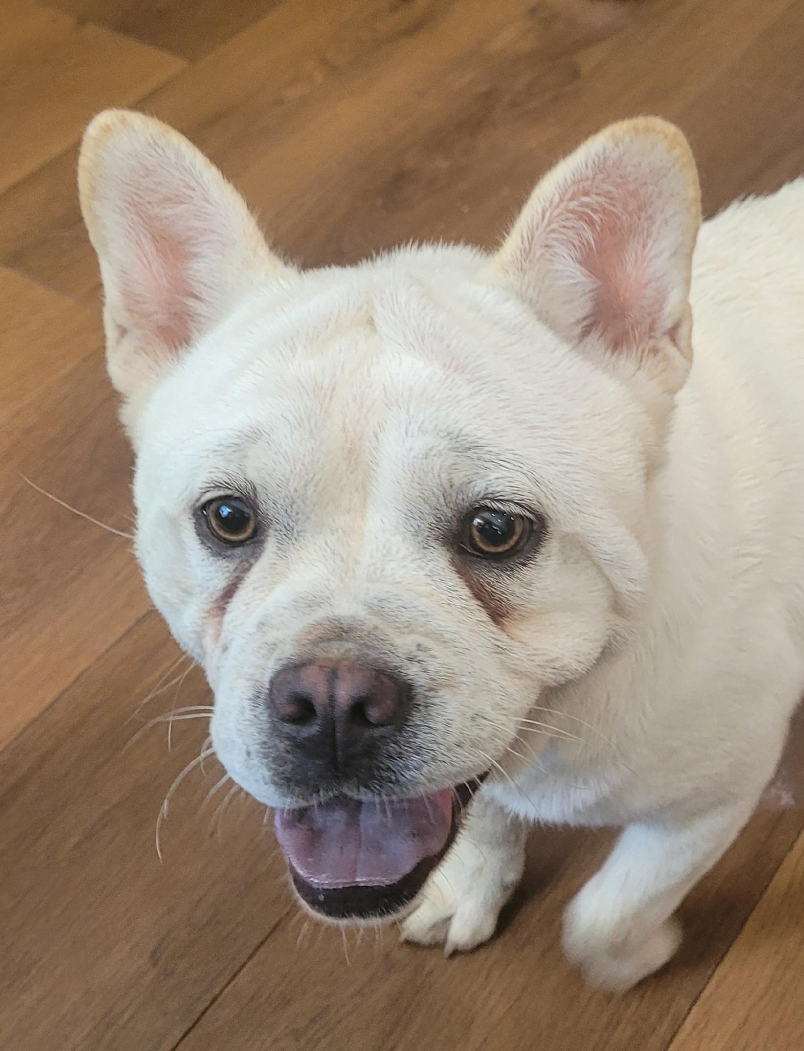 Enlarge Mei, a ADOPTABLE mixed breed in Clarksburg, MD image 3/4