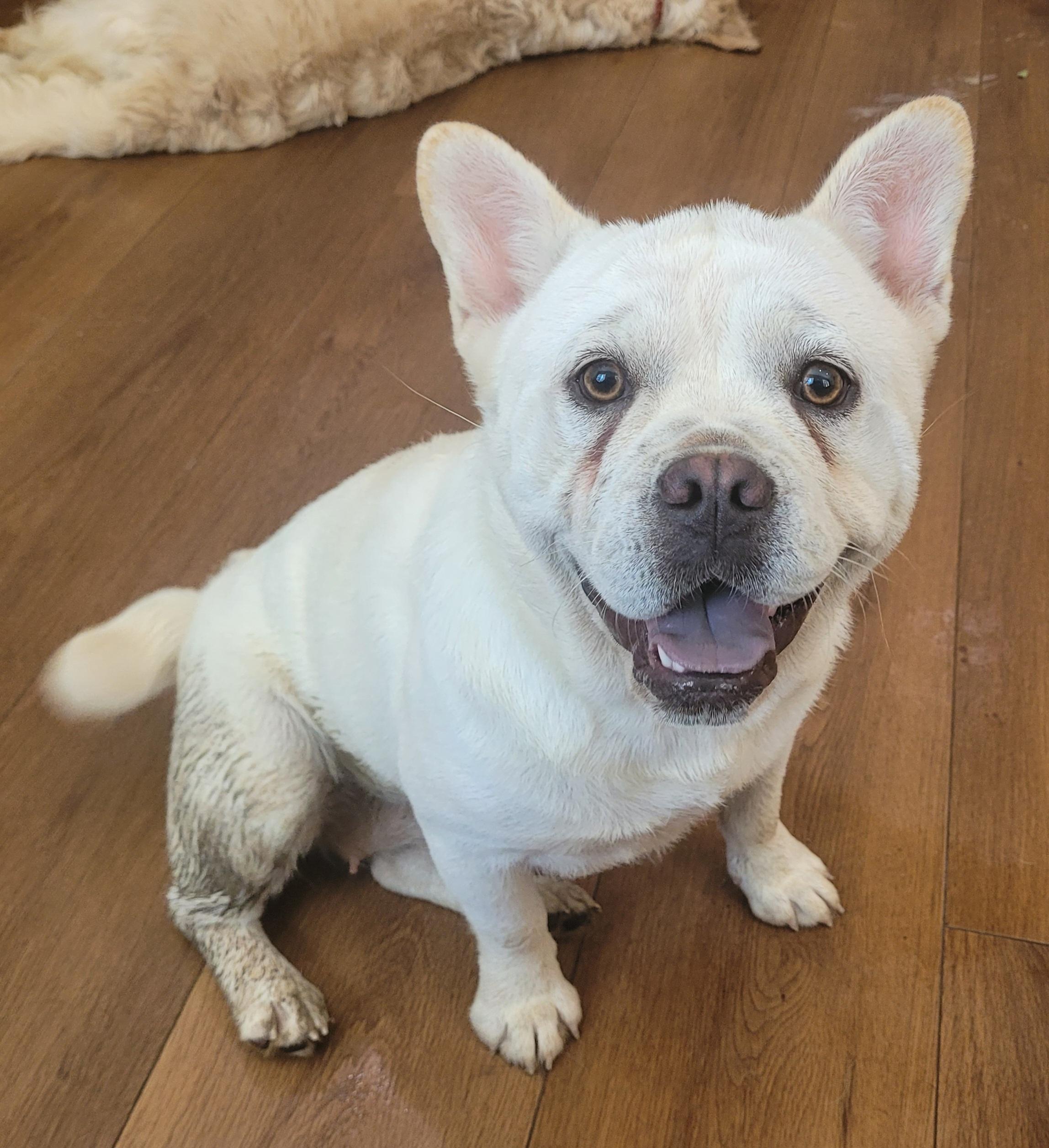 Enlarge Mei, a ADOPTABLE mixed breed in Clarksburg, MD image 4/4