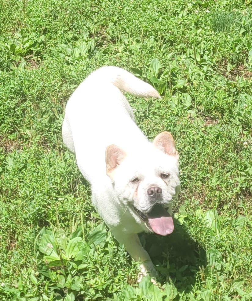 Enlarge Mei, a ADOPTABLE mixed breed in Clarksburg, MD image 1/4