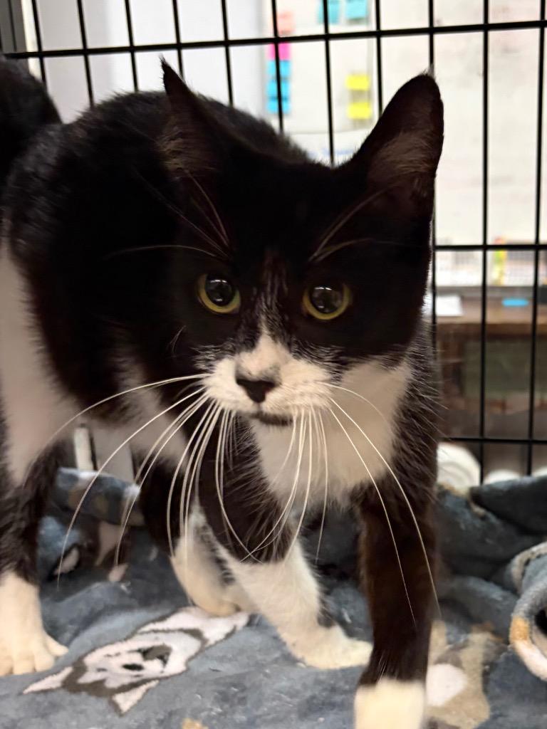 Marisol, Adoptable, Young Female Domestic Short Hair.