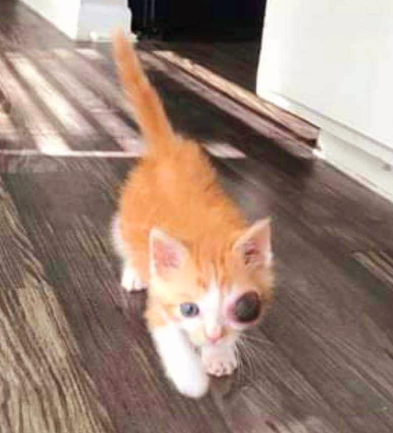 Uno, Adopted, Kitten Male Domestic Short Hair.