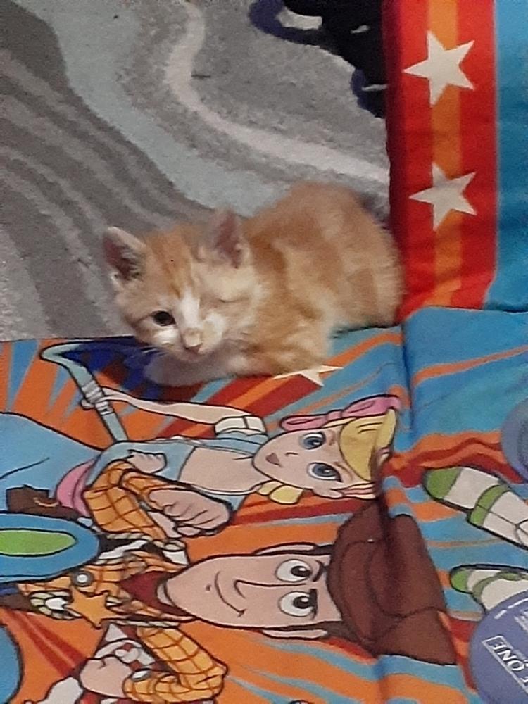 Enlarge Uno, a Adopted mixed breed in Lafayette, CO image 2/3