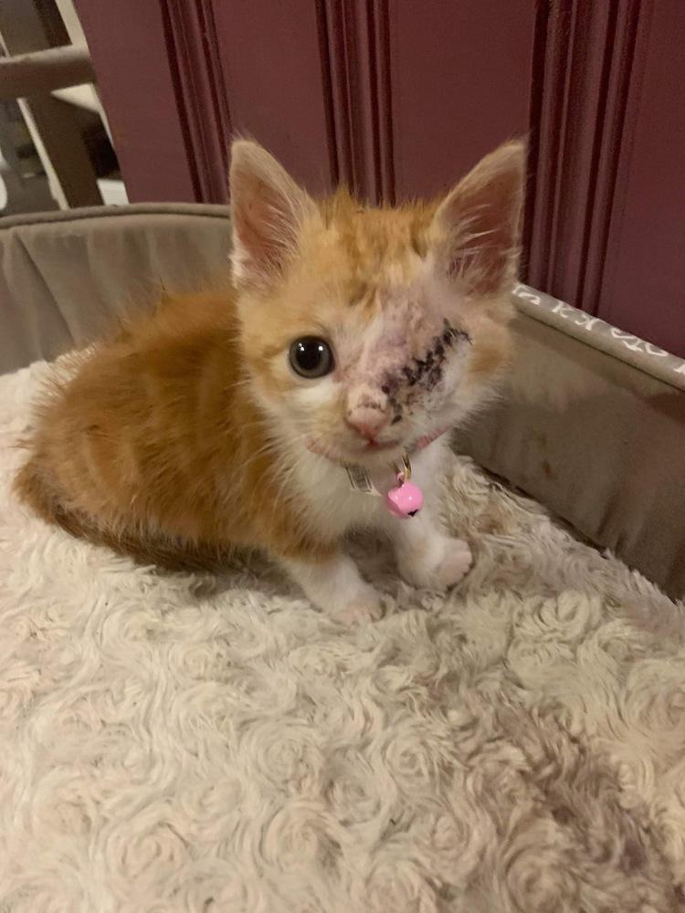 Enlarge Uno, a Adopted mixed breed in Lafayette, CO image 3/3