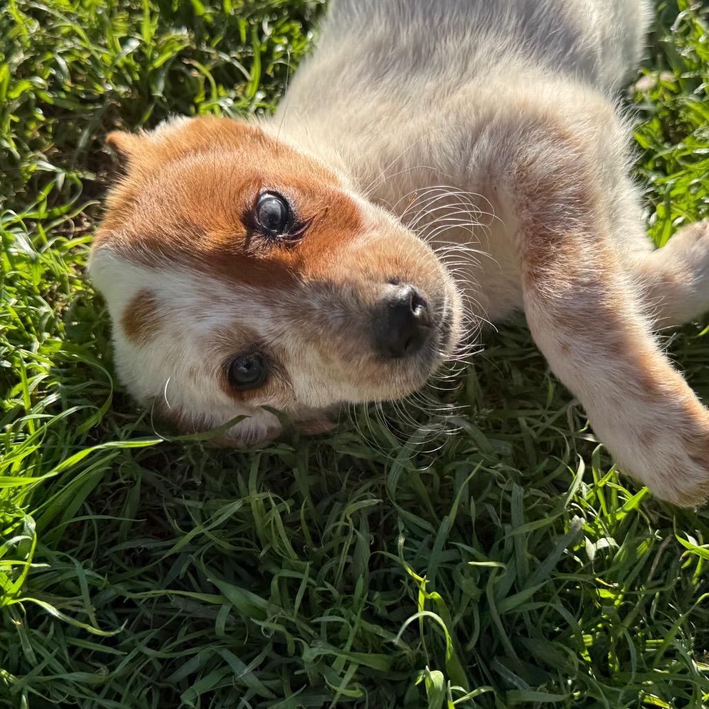 Ranger, Adoptable, Puppy Male Cattle Dog.