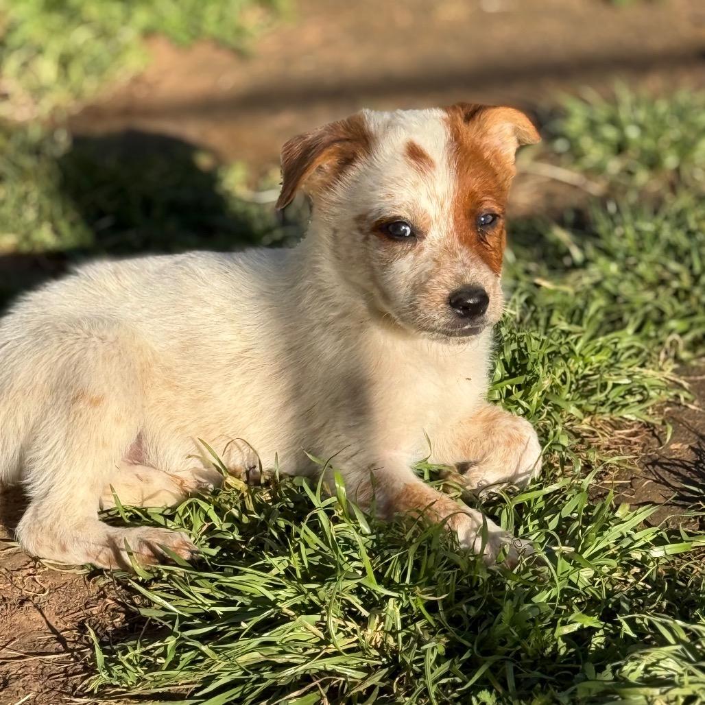 Enlarge Ranger, a Adoptable Cattle Dog in Sacramento, CA image 2/3