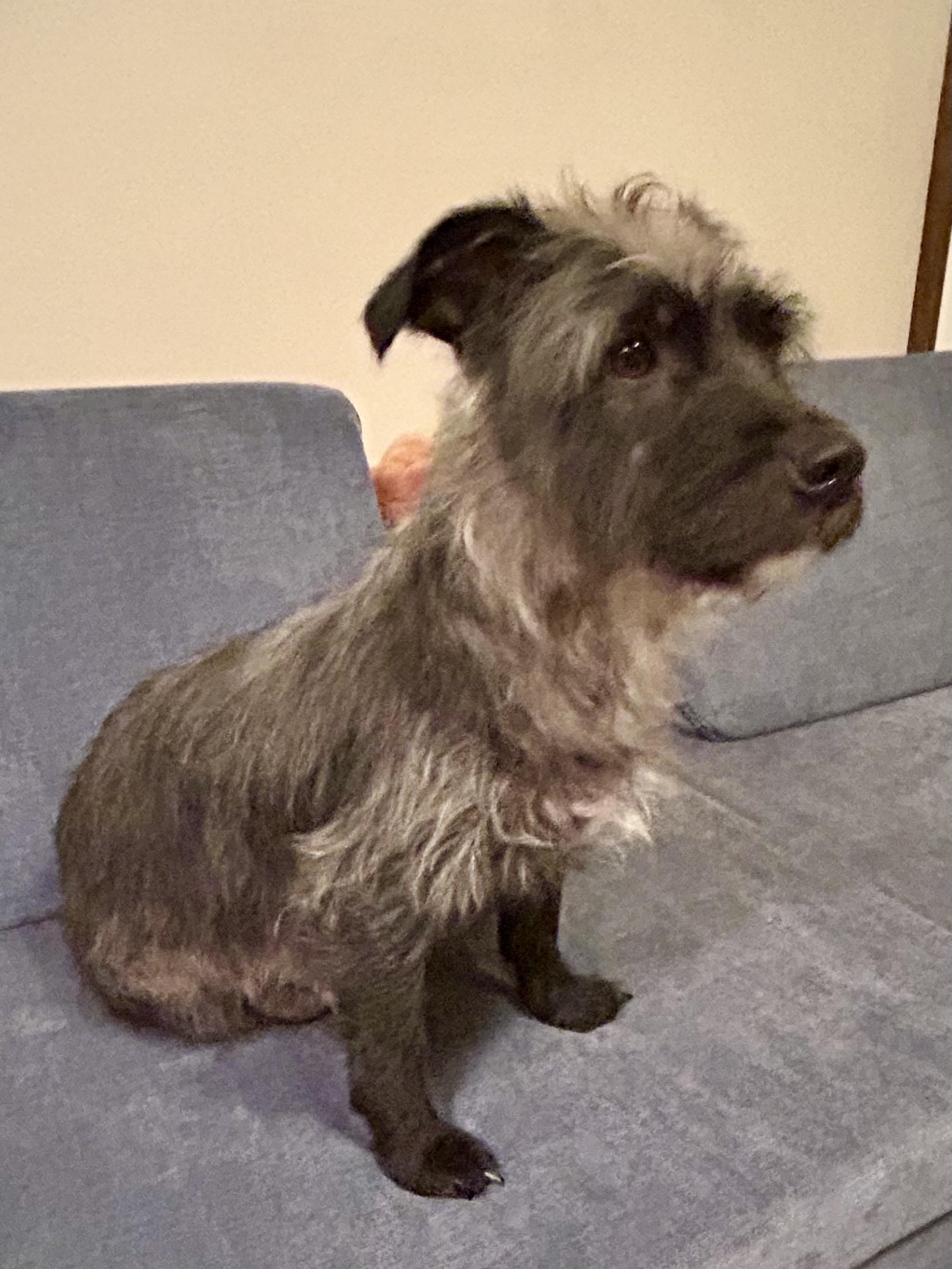 ABBY -Fostered in the Northeast!! — thumbnail 2