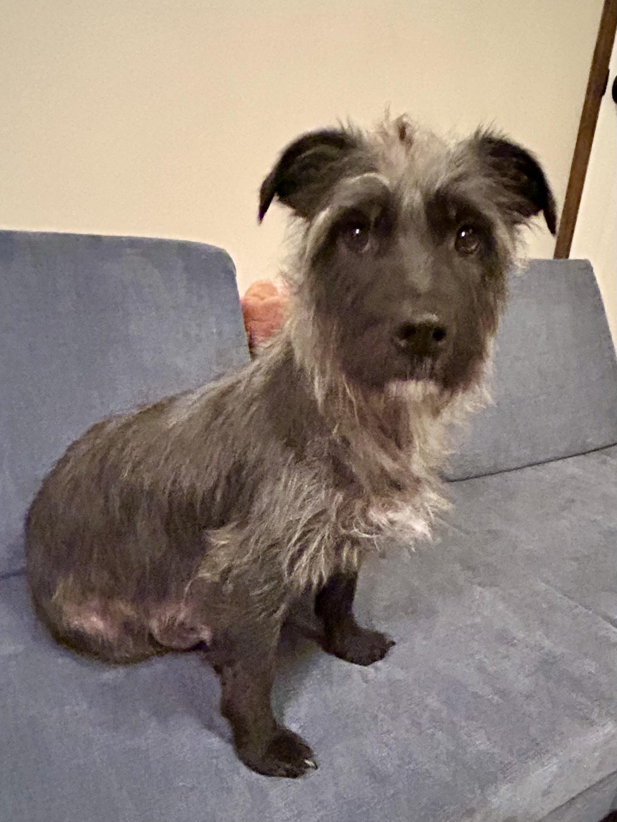 ABBY -Fostered in the Northeast!! — thumbnail 3