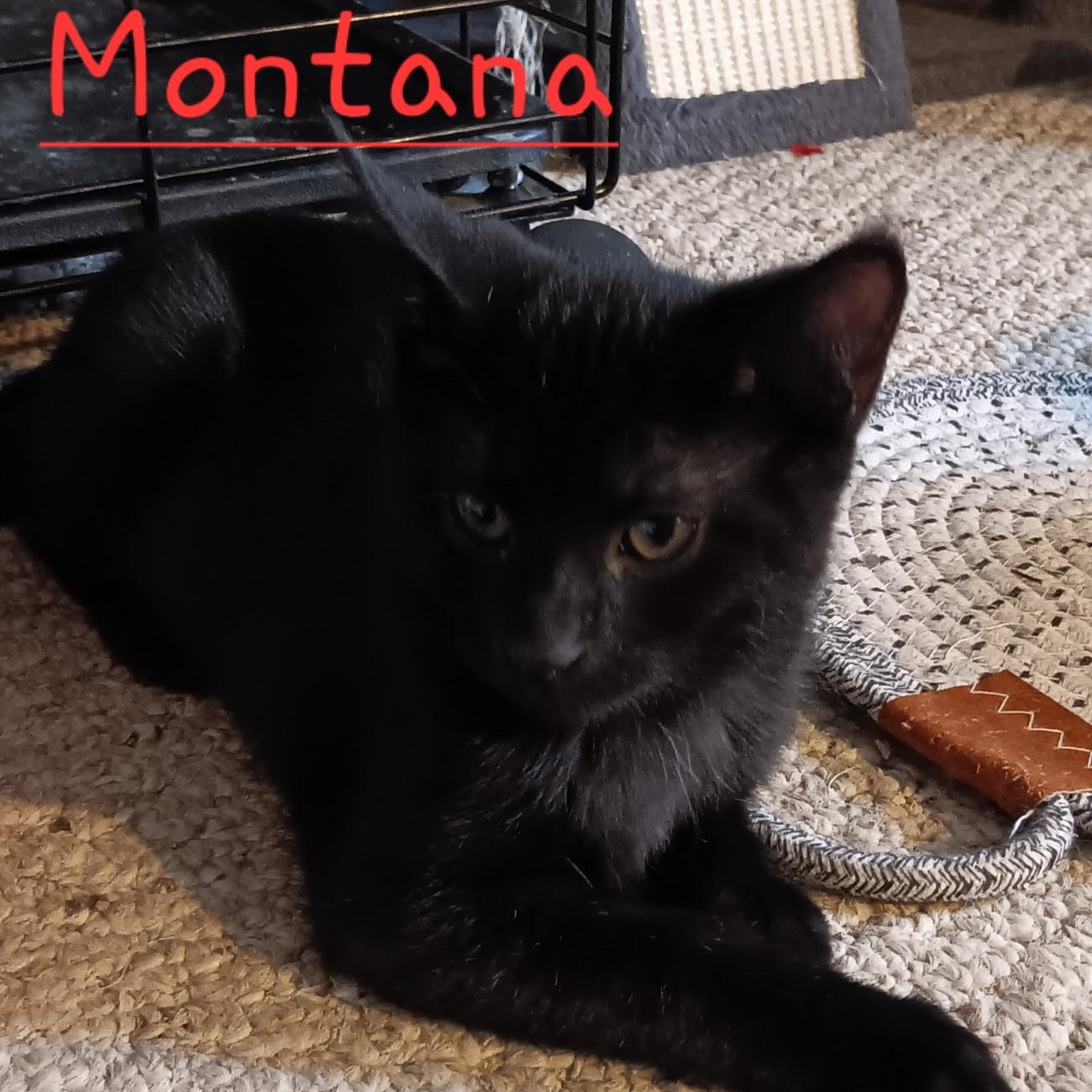 Montana, Adoptable, Kitten Male Domestic Medium Hair.