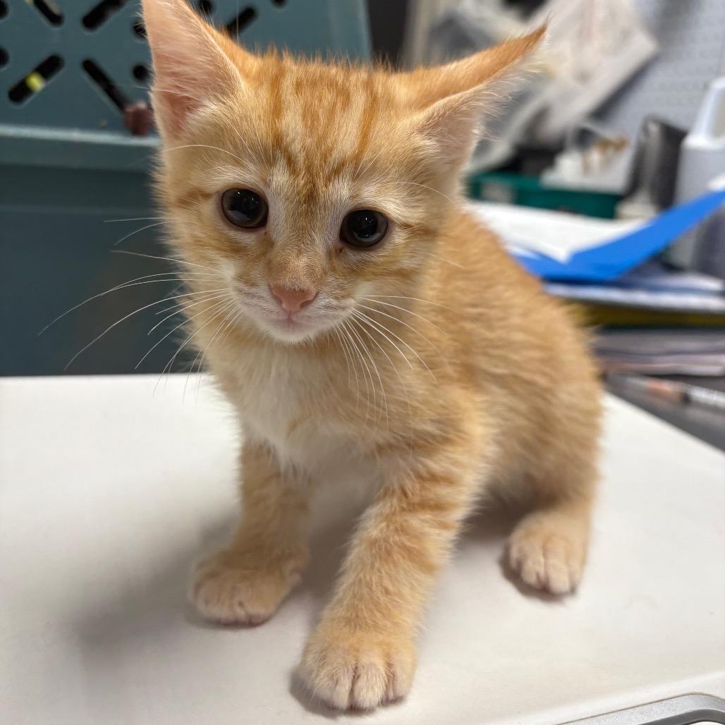 Sparky, Adoptable, Kitten Male Domestic Short Hair.