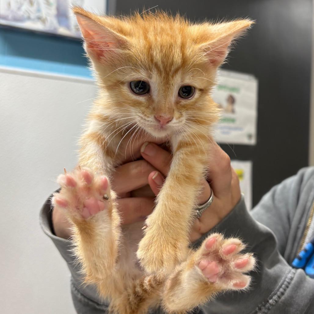 Enlarge Sparky, a Adoptable Domestic Short Hair in Morganton, NC image 2/2