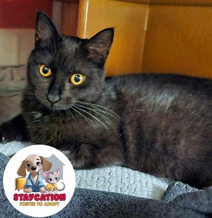 Donna, Adoptable, Adult Female Domestic Short Hair & Domestic Short Hair.