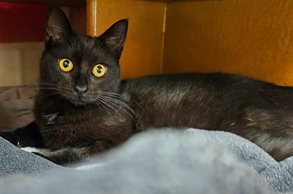 Enlarge Donna, a Adoptable Domestic Short Hair in Phoenix, AZ image 3/3