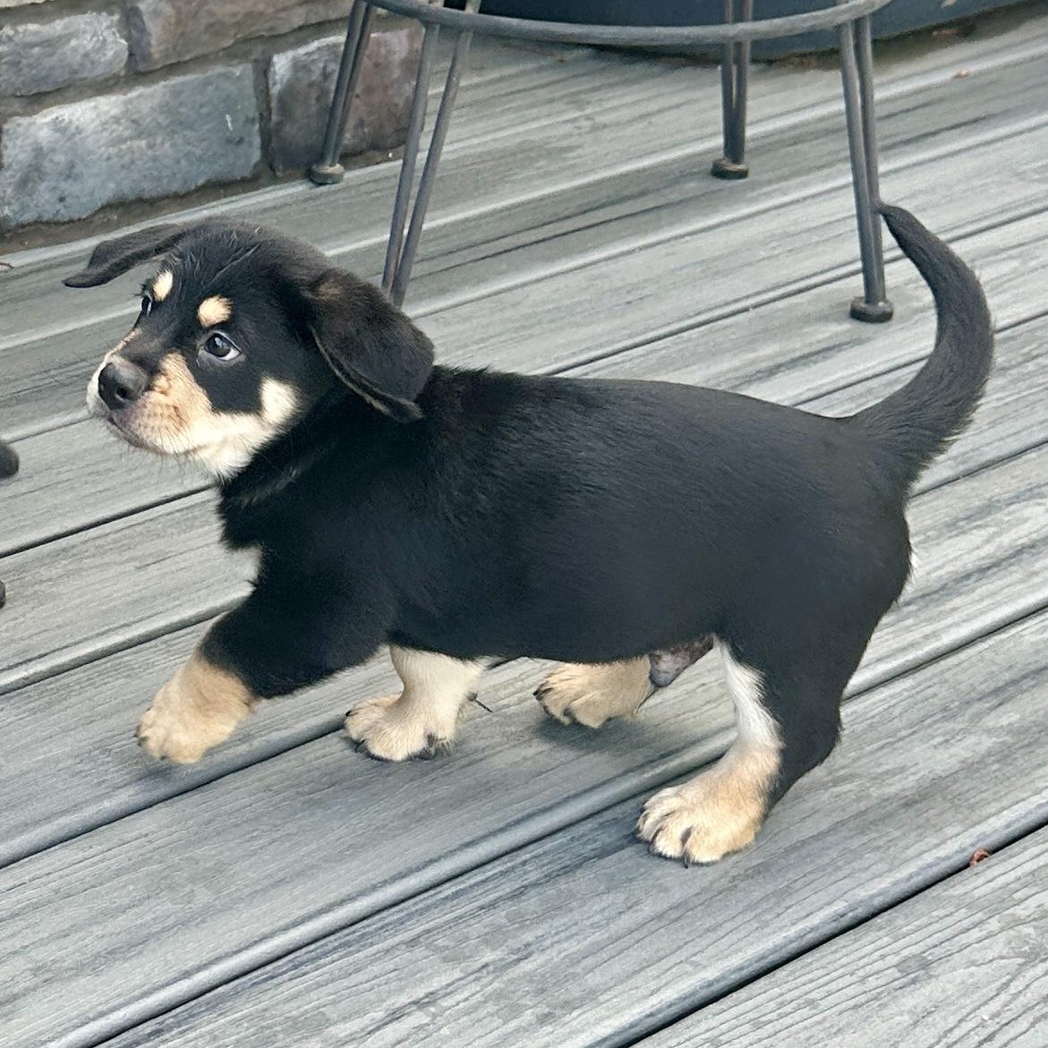 Buzz, Adoptable, Puppy Male Australian Shepherd.