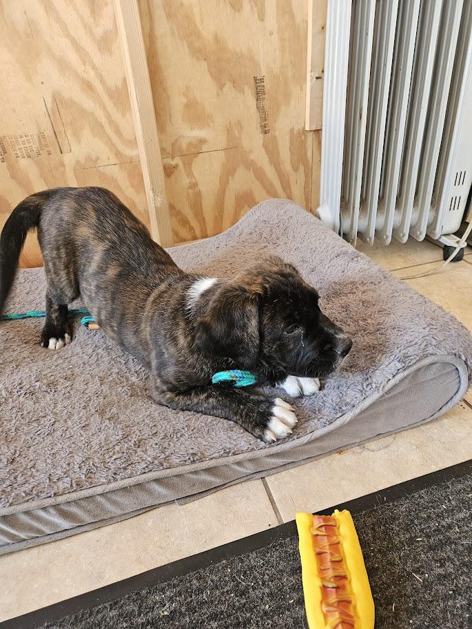 Lucky, adopted, Puppy Male Mastiff.