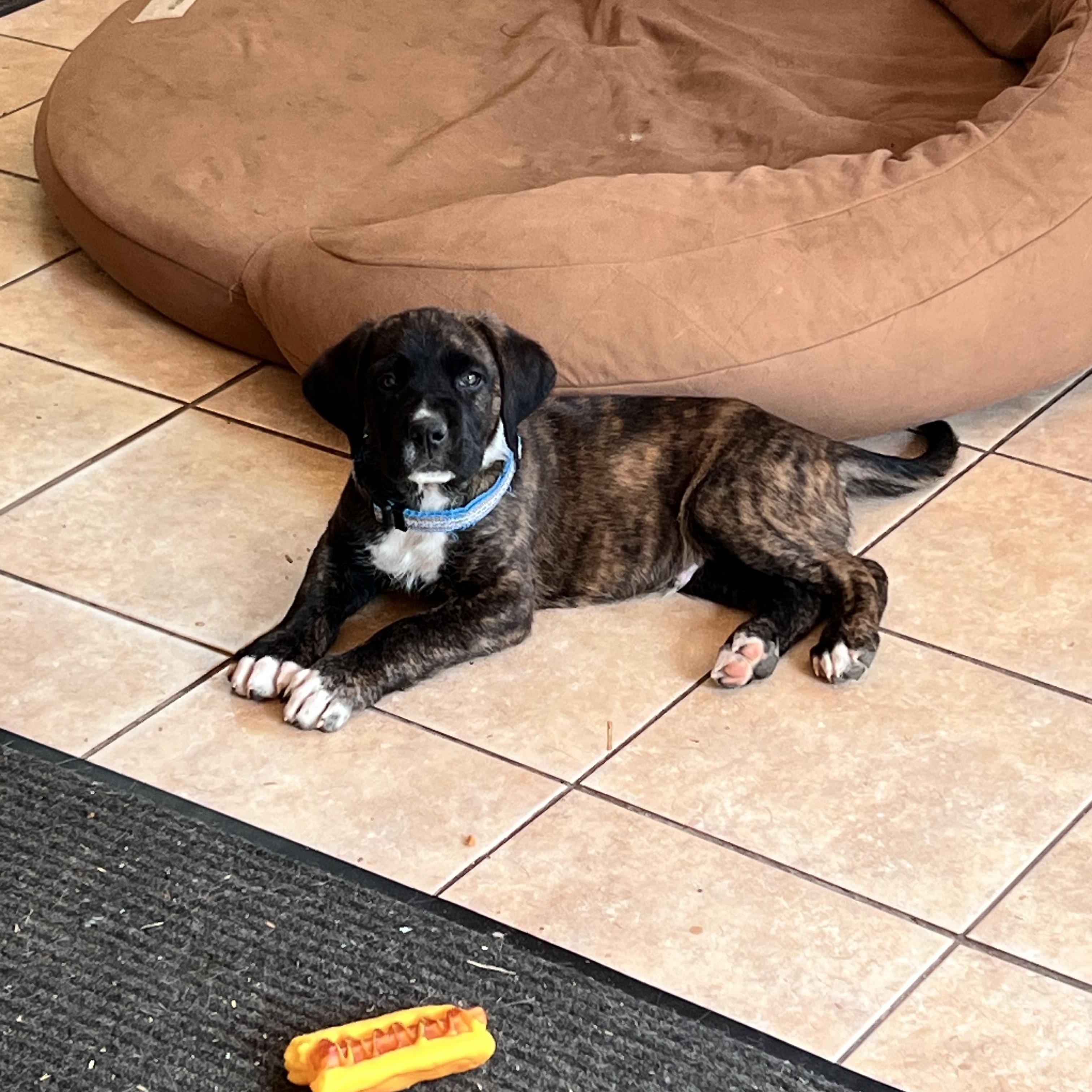 Enlarge Lucky, an adopted mixed breed in Tracy City , TN image 2/3