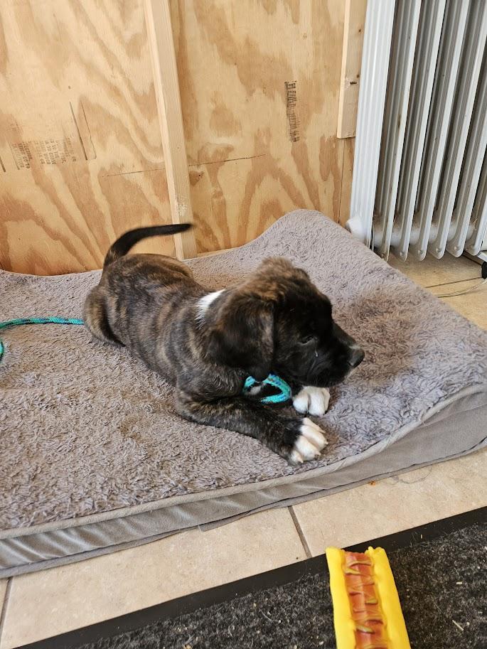 Enlarge Lucky, an adopted mixed breed in Tracy City , TN image 3/3