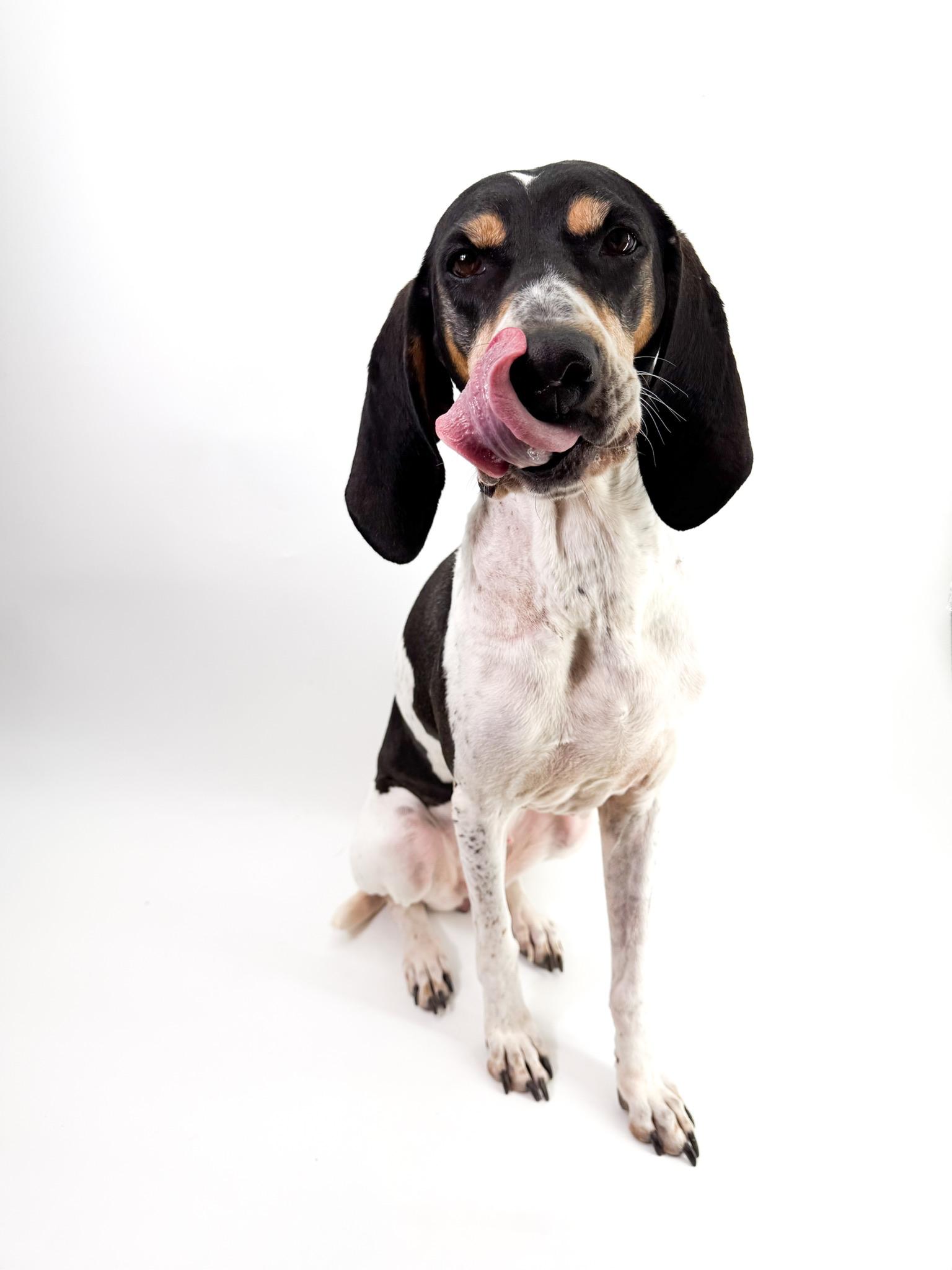 Enlarge Patsy, an adopted Coonhound in Scottsdale, AZ image 2/4