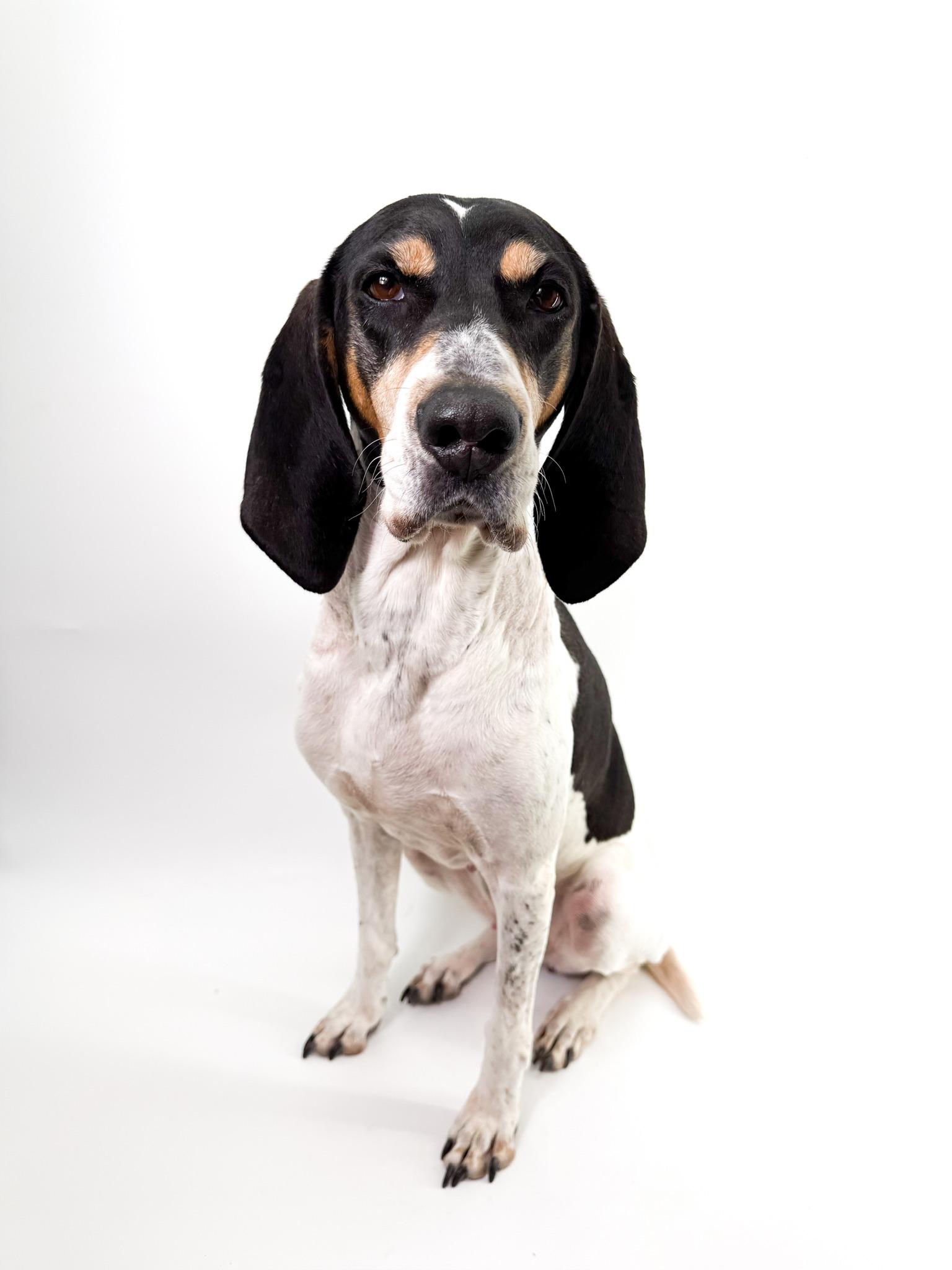 Patsy, adopted, Adult Female Coonhound.