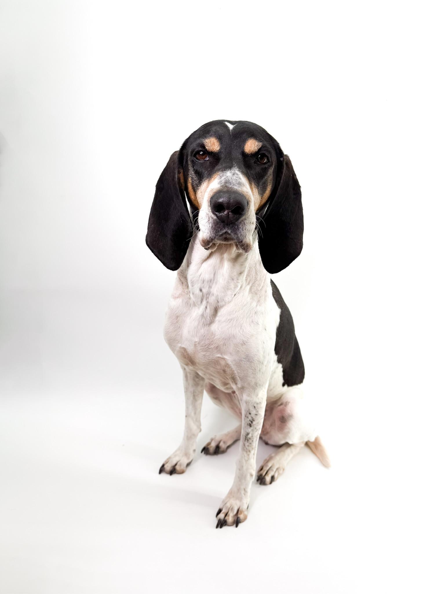 Enlarge Patsy, an adopted Coonhound in Scottsdale, AZ image 3/4