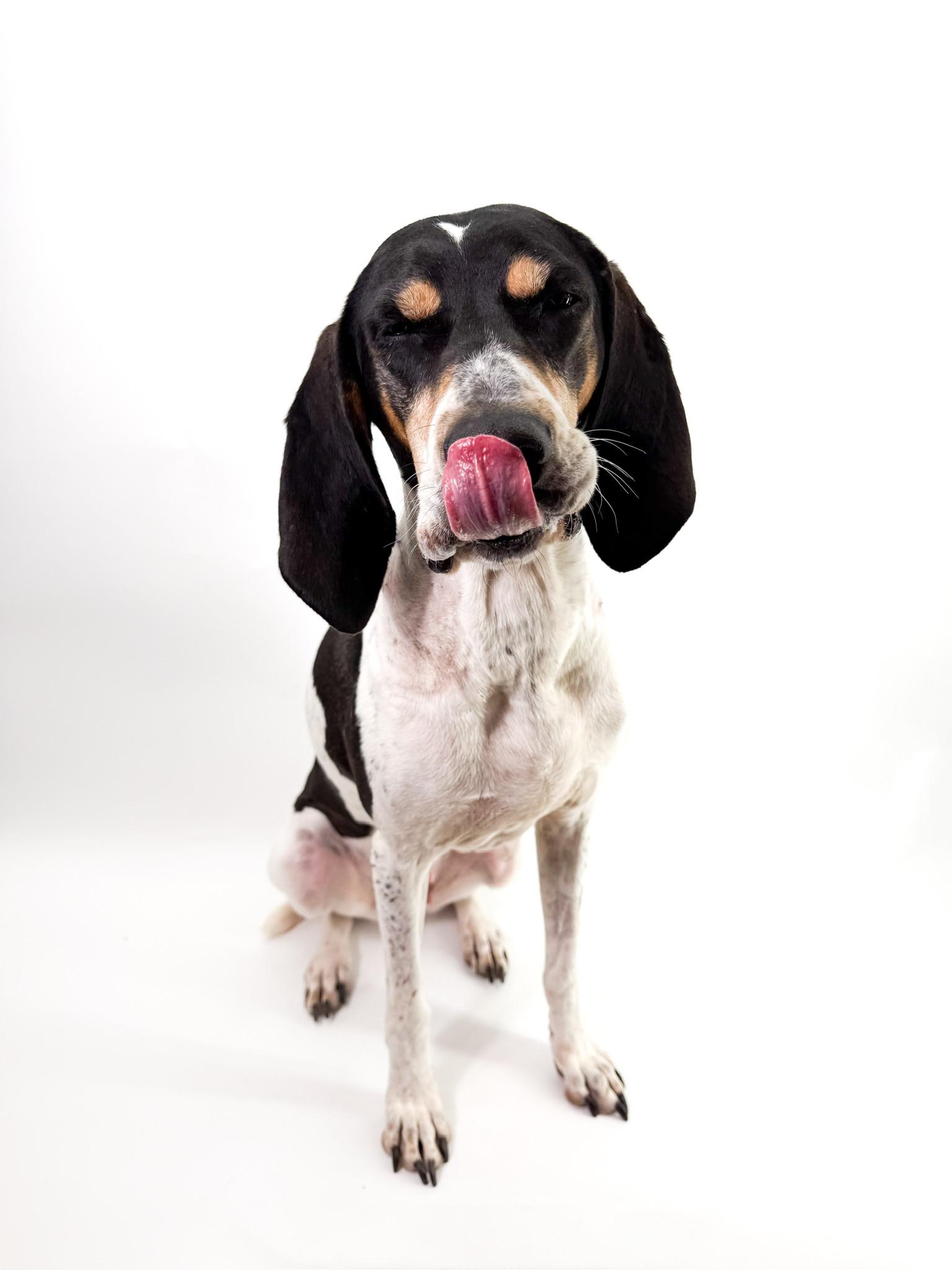 Enlarge Patsy, an adopted Coonhound in Scottsdale, AZ image 4/4