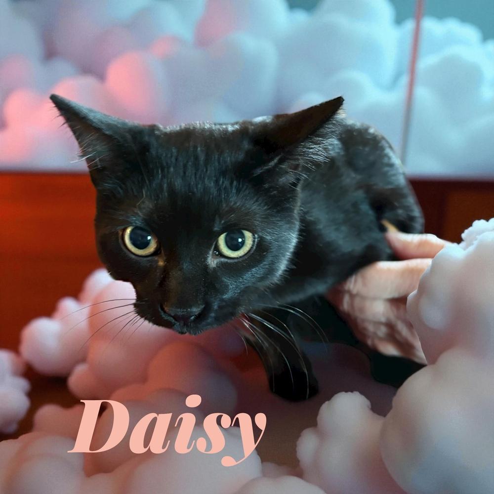 Daisy (25), Adoptable, Kitten Female Domestic Short Hair.