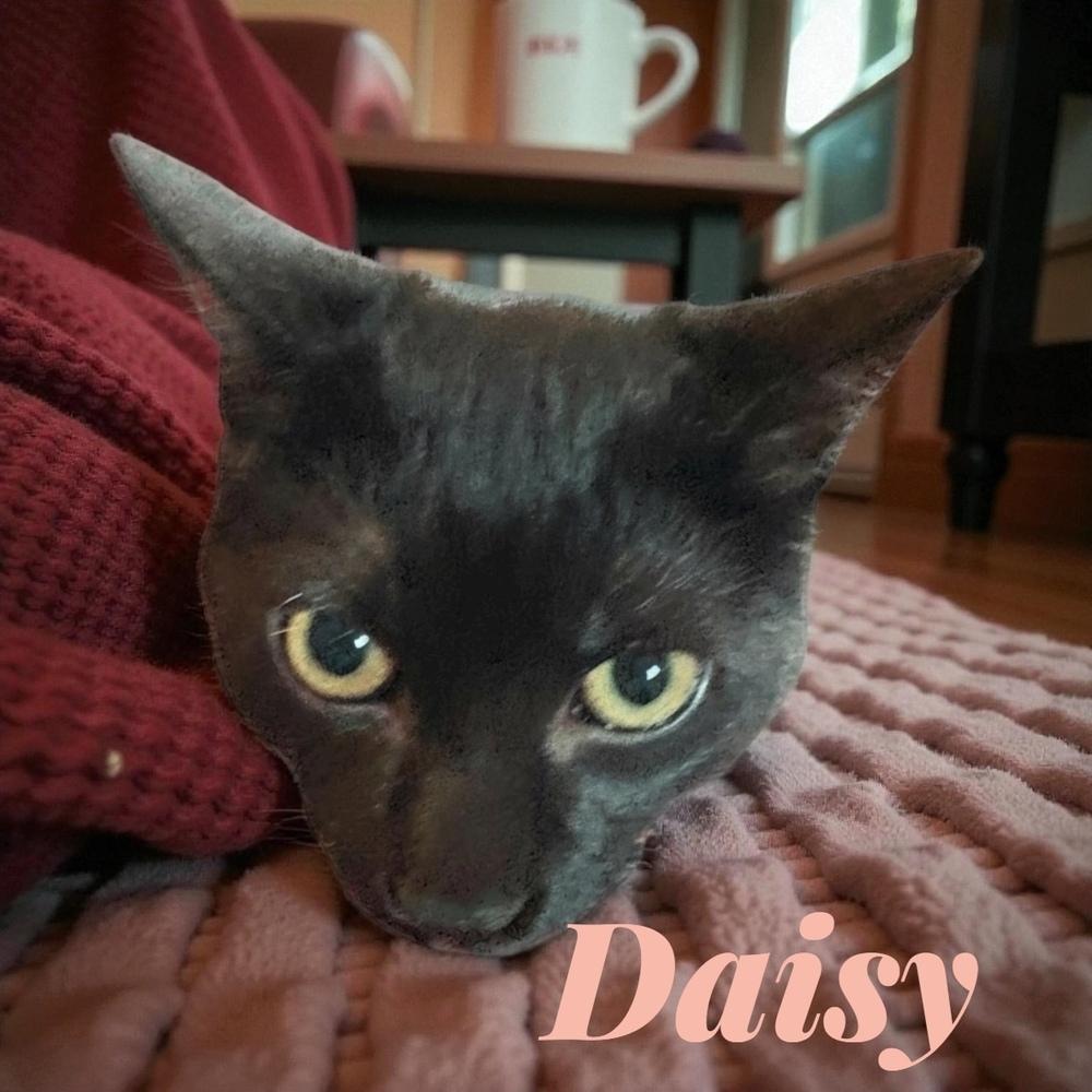 Enlarge Daisy (25), a Adoptable mixed breed in Bellevue, NE image 2/3