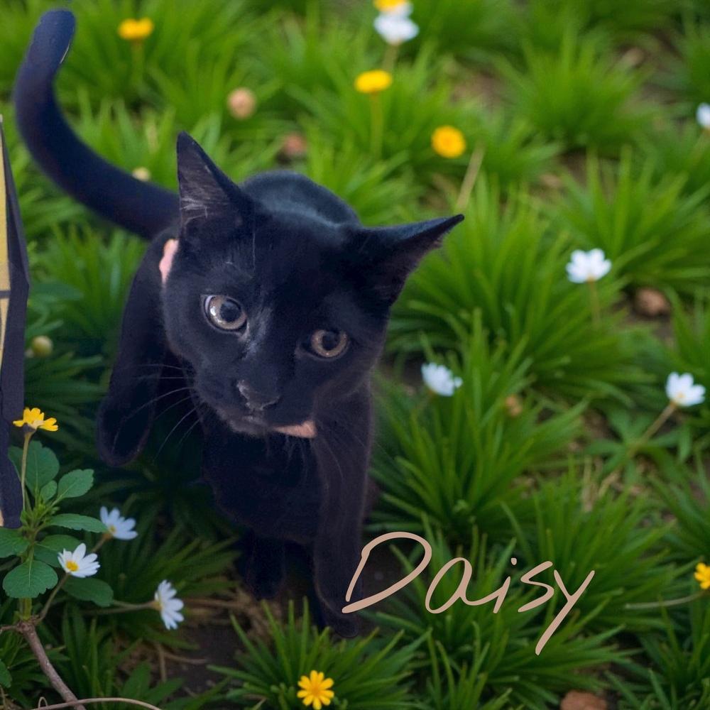 Enlarge Daisy (25), a Adoptable mixed breed in Bellevue, NE image 3/3