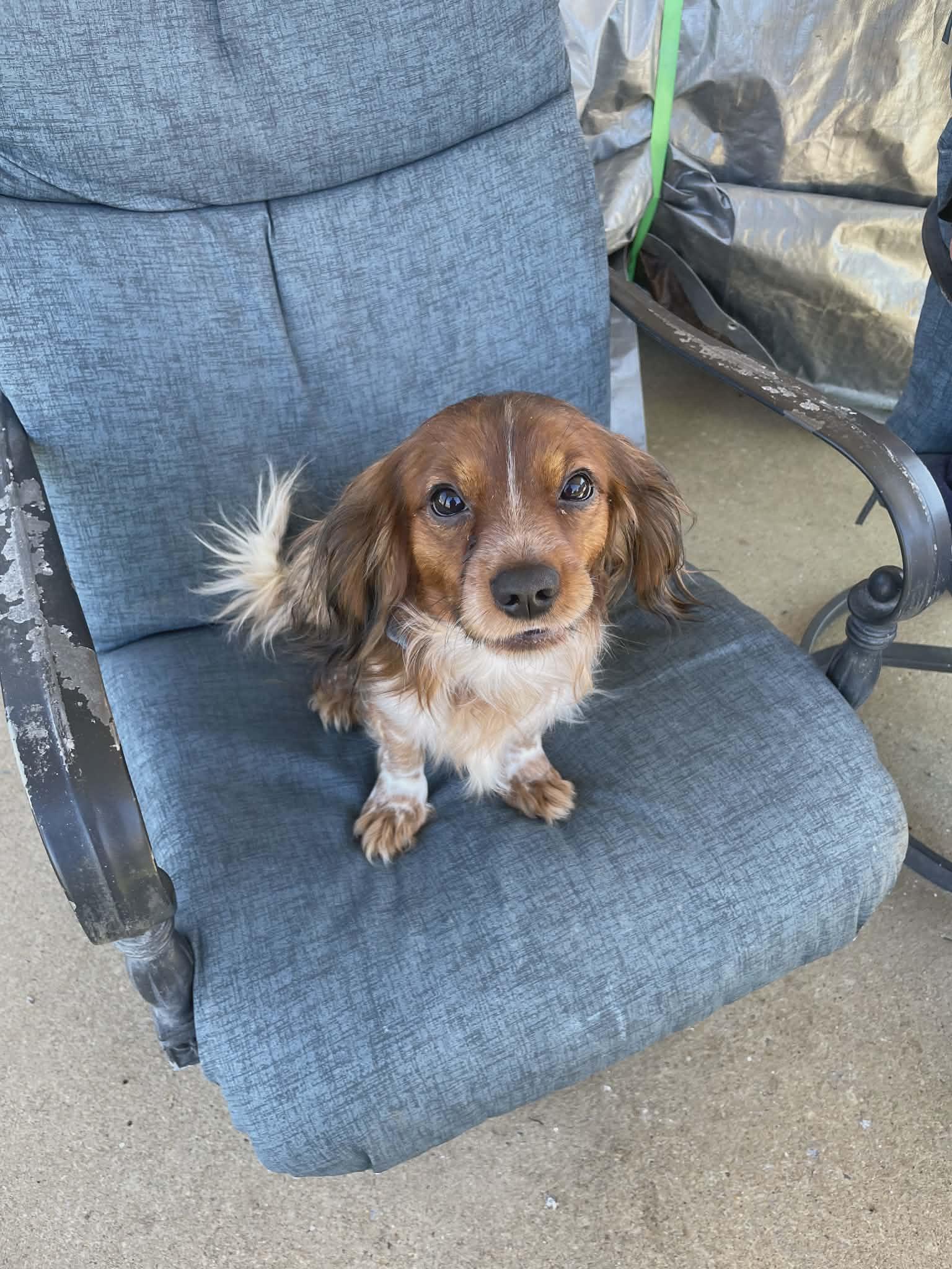 Cooper, ADOPTABLE, Young Male Dachshund (Long Haired) & Cavalier King Charles Spaniel.