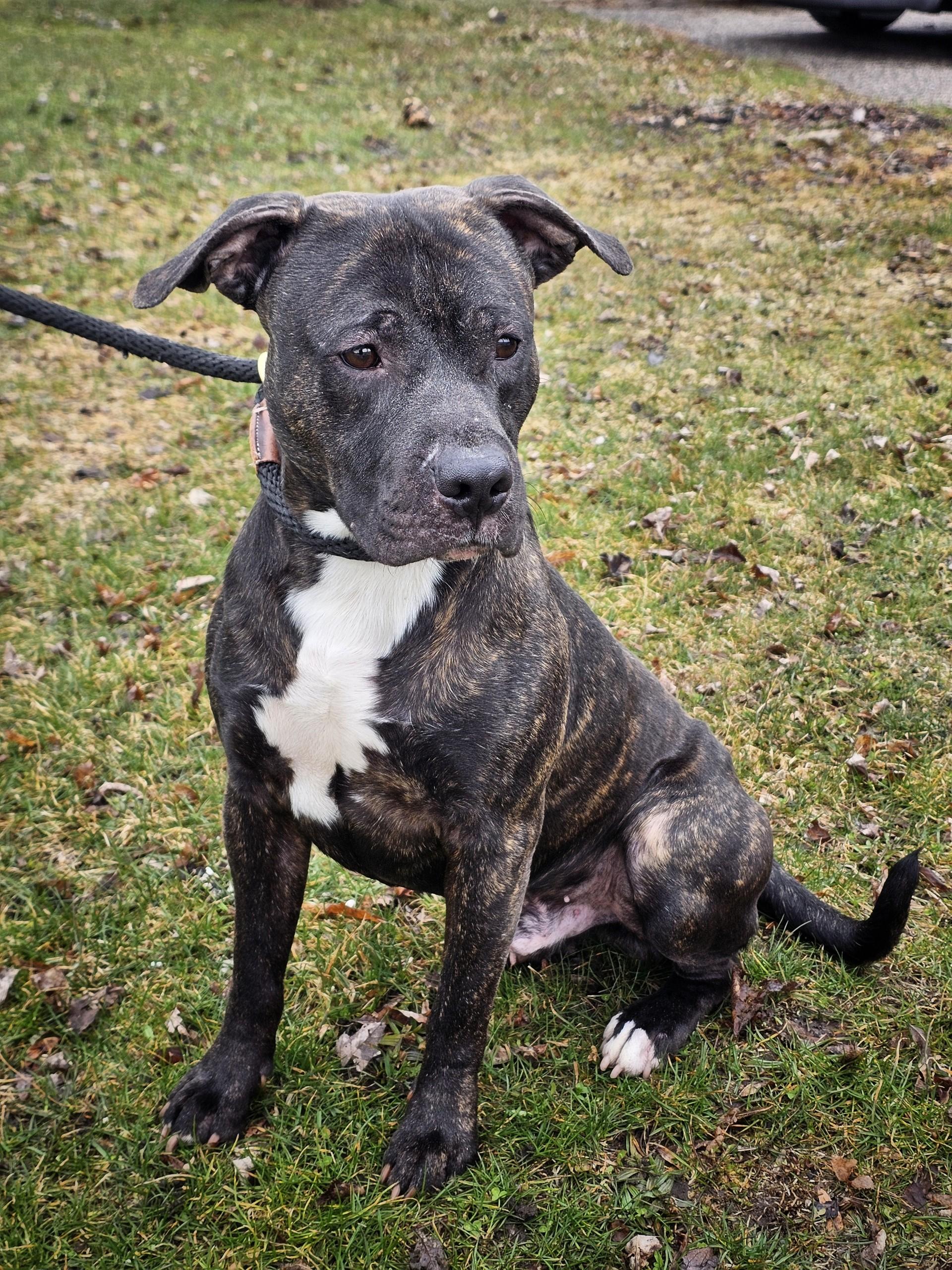 Enlarge Hemlock, a ADOPTABLE mixed breed in Bay City, MI image 2/3