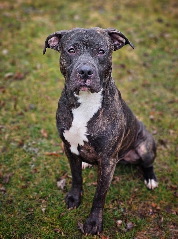 Hemlock, ADOPTABLE, Adult Male Boxer.