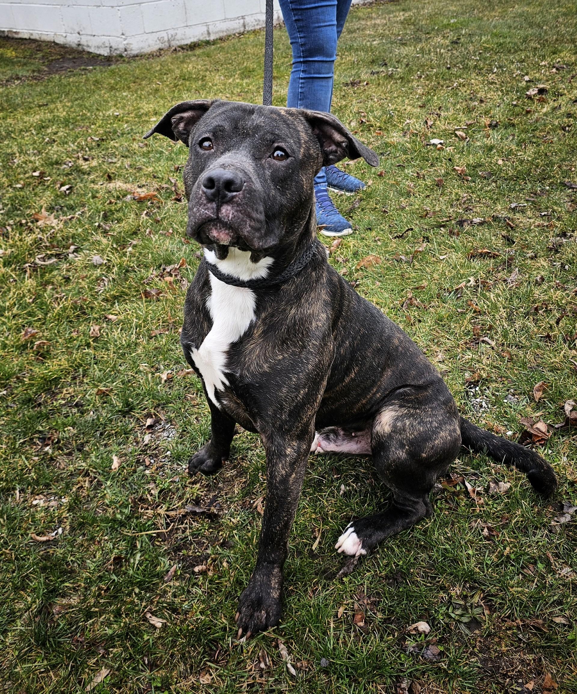 Enlarge Hemlock, a ADOPTABLE mixed breed in Bay City, MI image 3/3