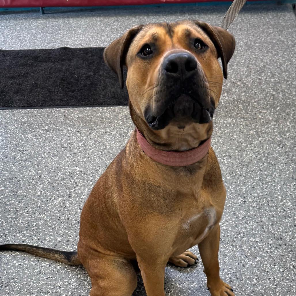 Lazy, a Adoptable mixed breed in Parkersburg, WV image 1/2