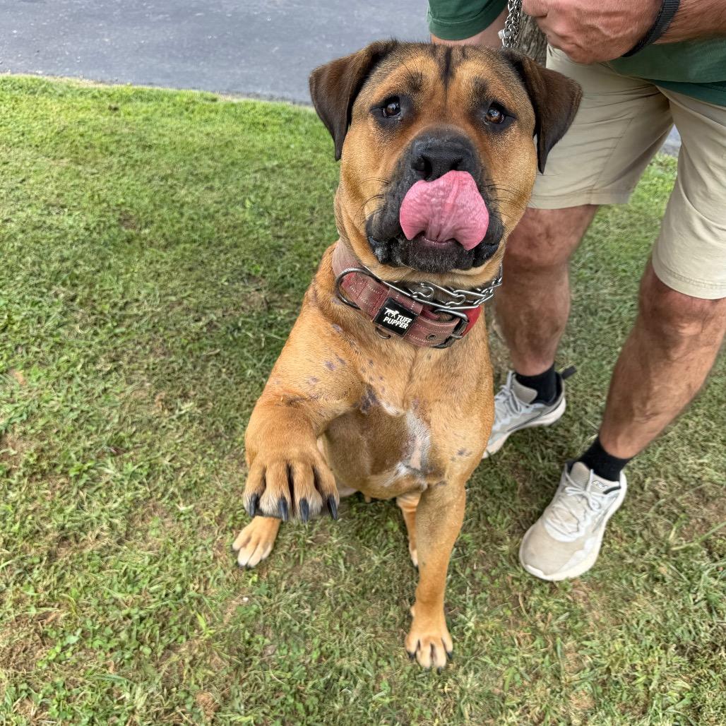 Lazy, a Adoptable mixed breed in Parkersburg, WV image 3/6