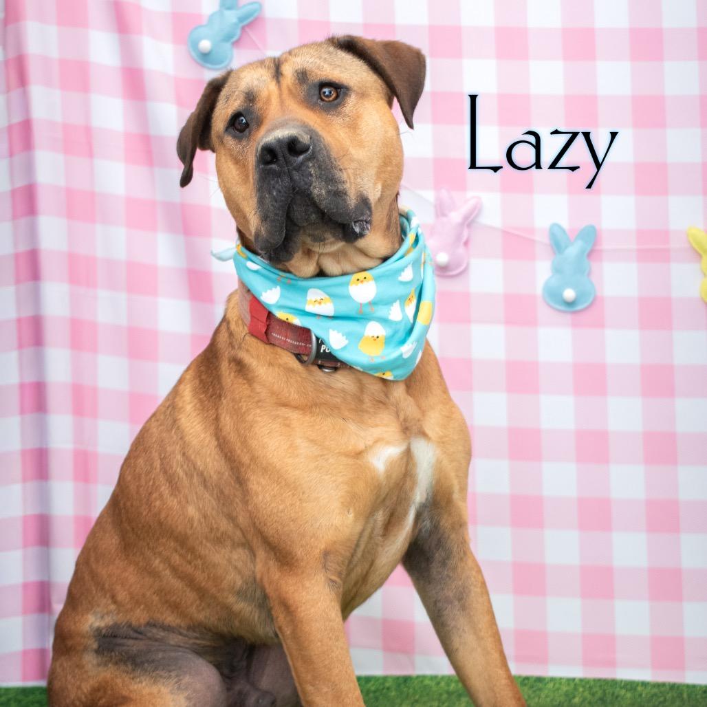 Enlarge Lazy, a Adoptable mixed breed in Parkersburg, WV image 3/6