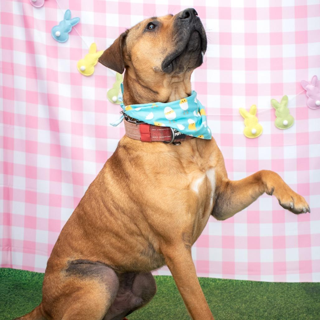 Enlarge Lazy, a Adoptable mixed breed in Parkersburg, WV image 4/6