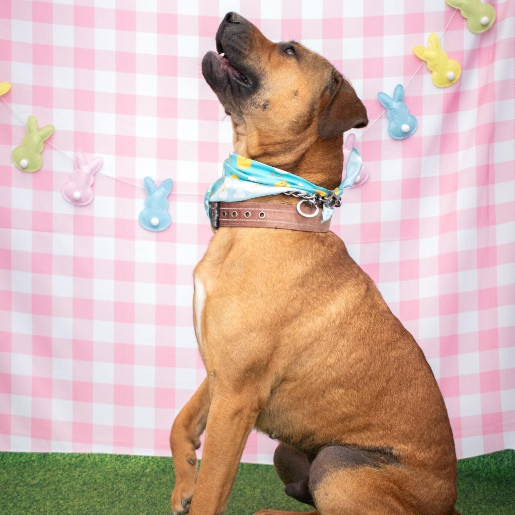 Enlarge Lazy, a Adoptable mixed breed in Parkersburg, WV image 5/6