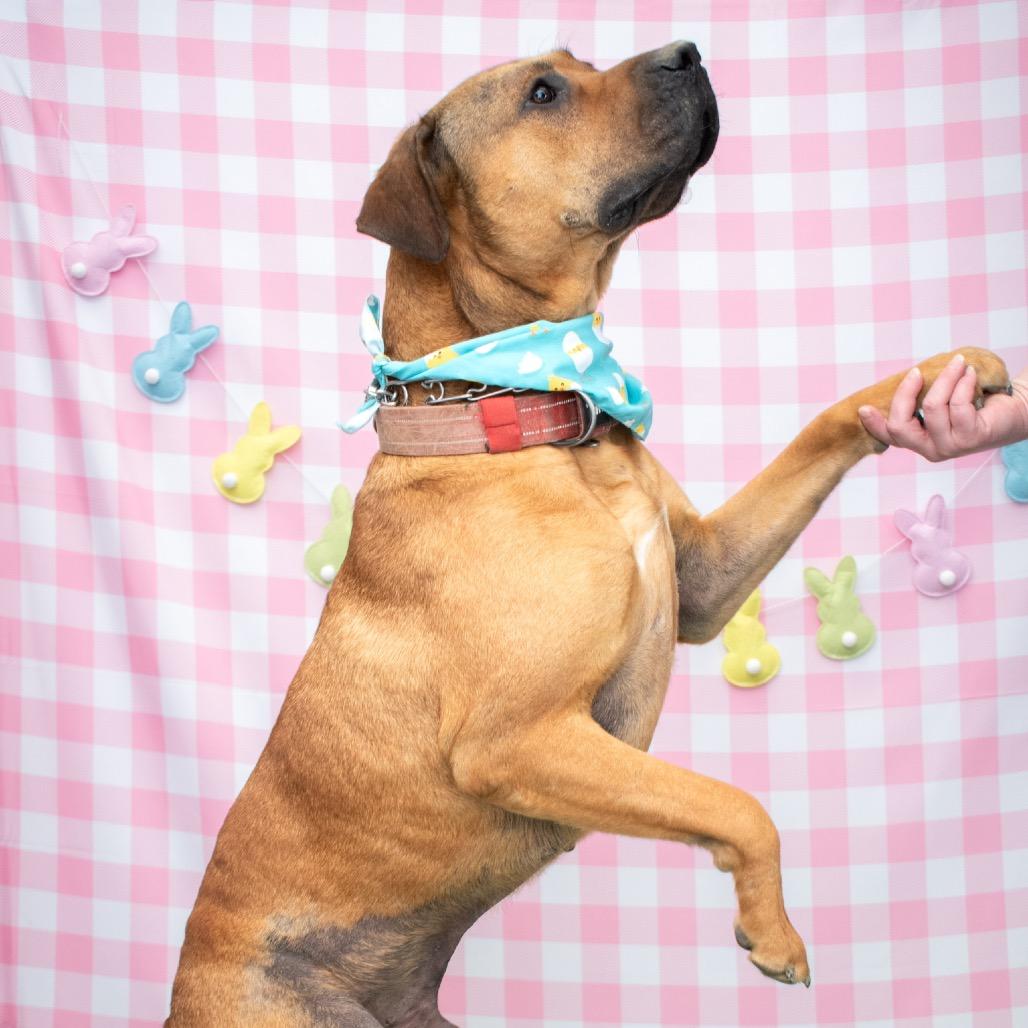 Enlarge Lazy, a Adoptable mixed breed in Parkersburg, WV image 6/6