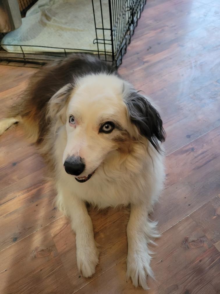 Marti, a Adoptable Australian Shepherd in Elk River, MN image 1/4