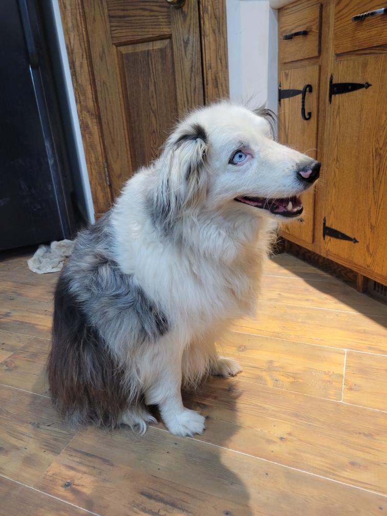 Marti, a Adoptable Australian Shepherd in Elk River, MN image 2/4