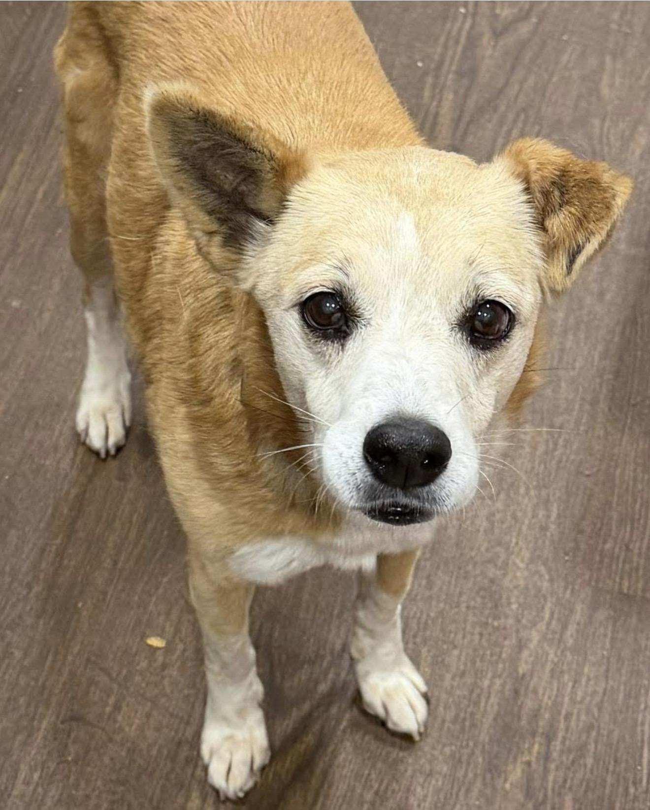 Ernestine, ADOPTABLE, Senior Female Chihuahua.