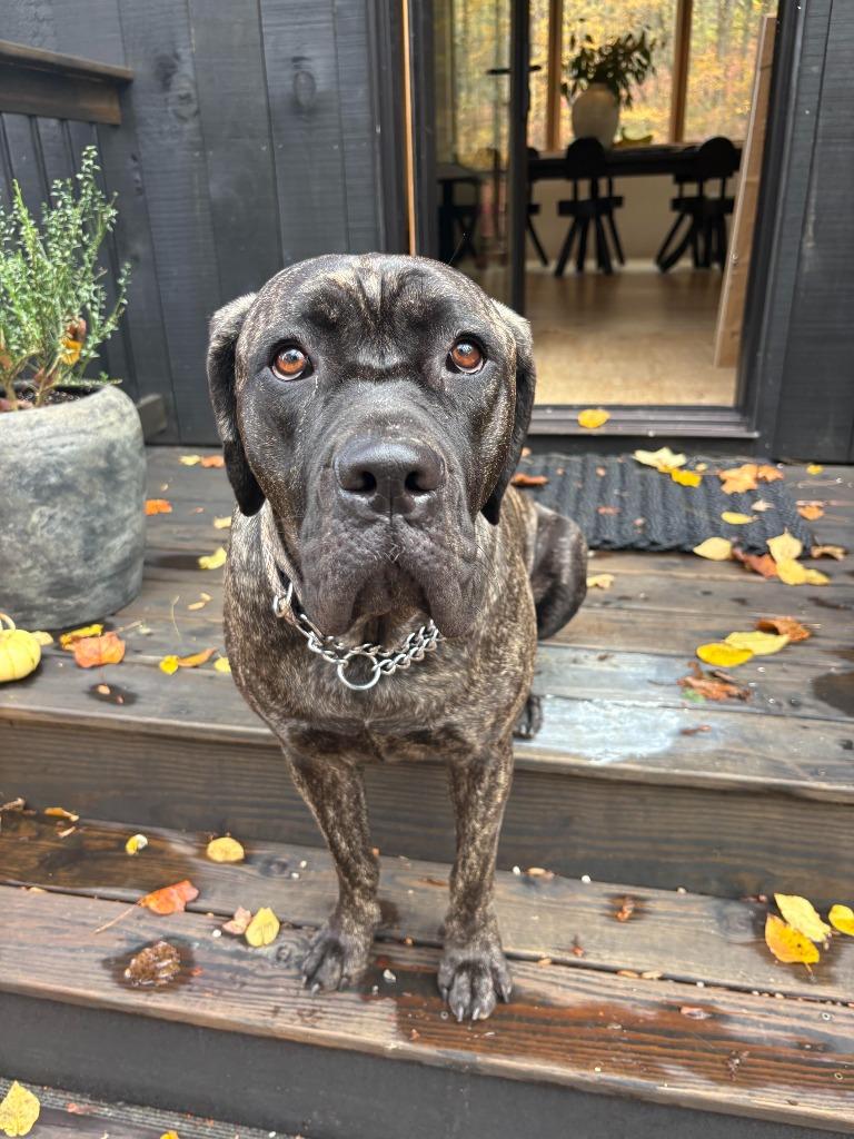 Penny, Adoptable, Young Female Cane Corso.