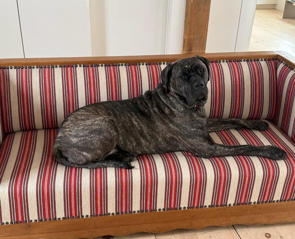 Enlarge Penny, a Adoptable Cane Corso in Hudson, NY image 2/4
