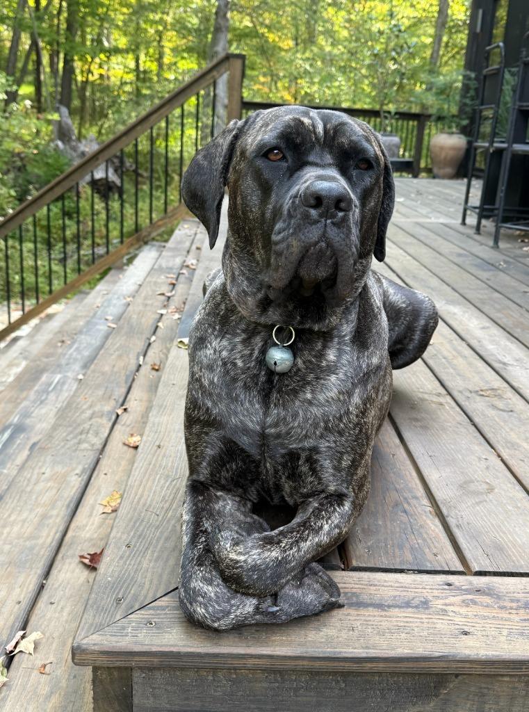 Enlarge Penny, a Adoptable Cane Corso in Hudson, NY image 3/4