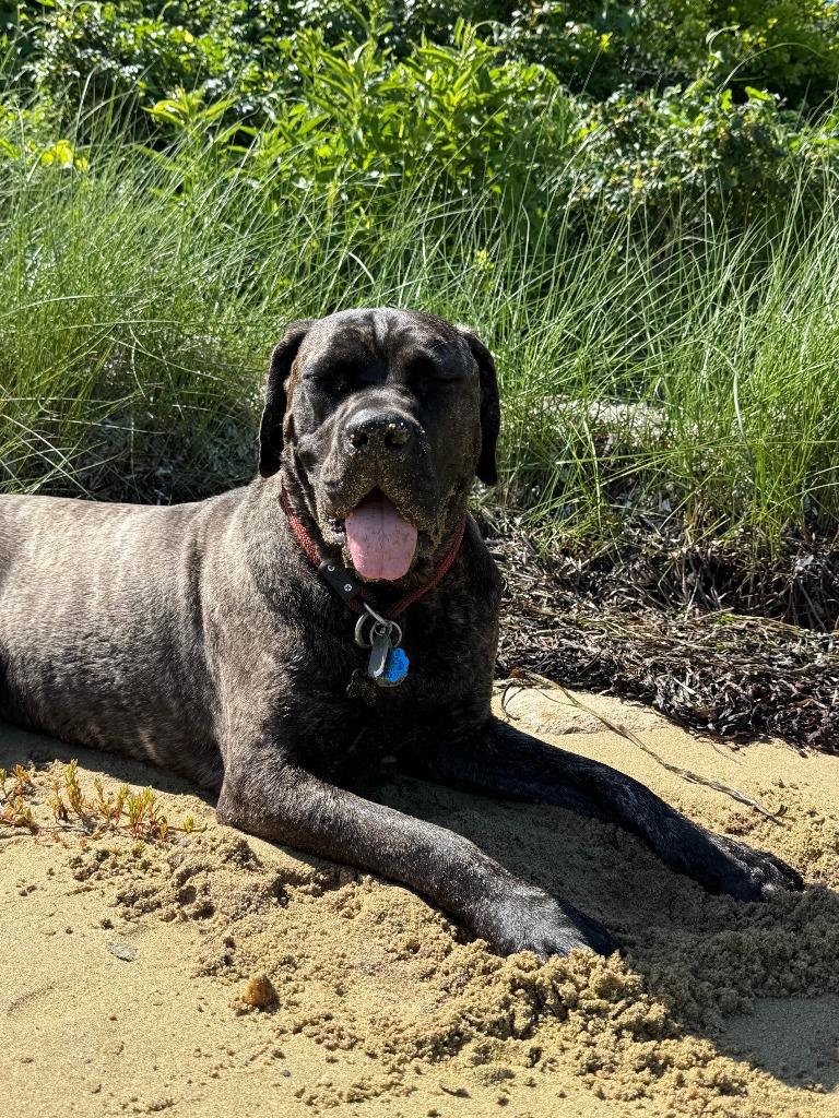 Enlarge Penny, a Adoptable Cane Corso in Hudson, NY image 4/4