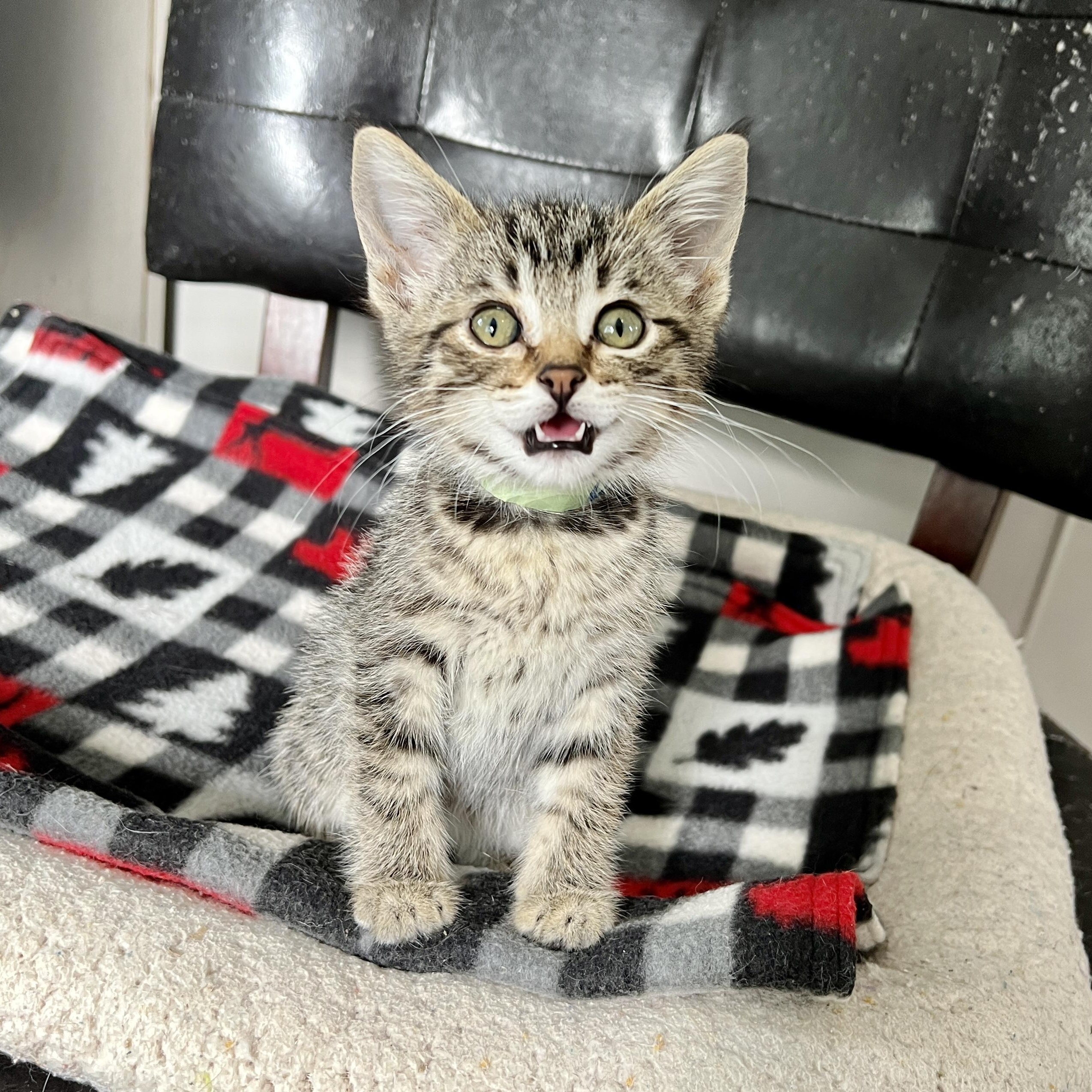 Carl, a Adoptable Domestic Short Hair in Jamestown, ND image 1/2