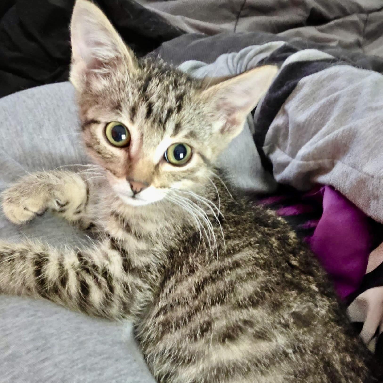 Enlarge Carl, a Adoptable Domestic Short Hair in Jamestown, ND image 2/4