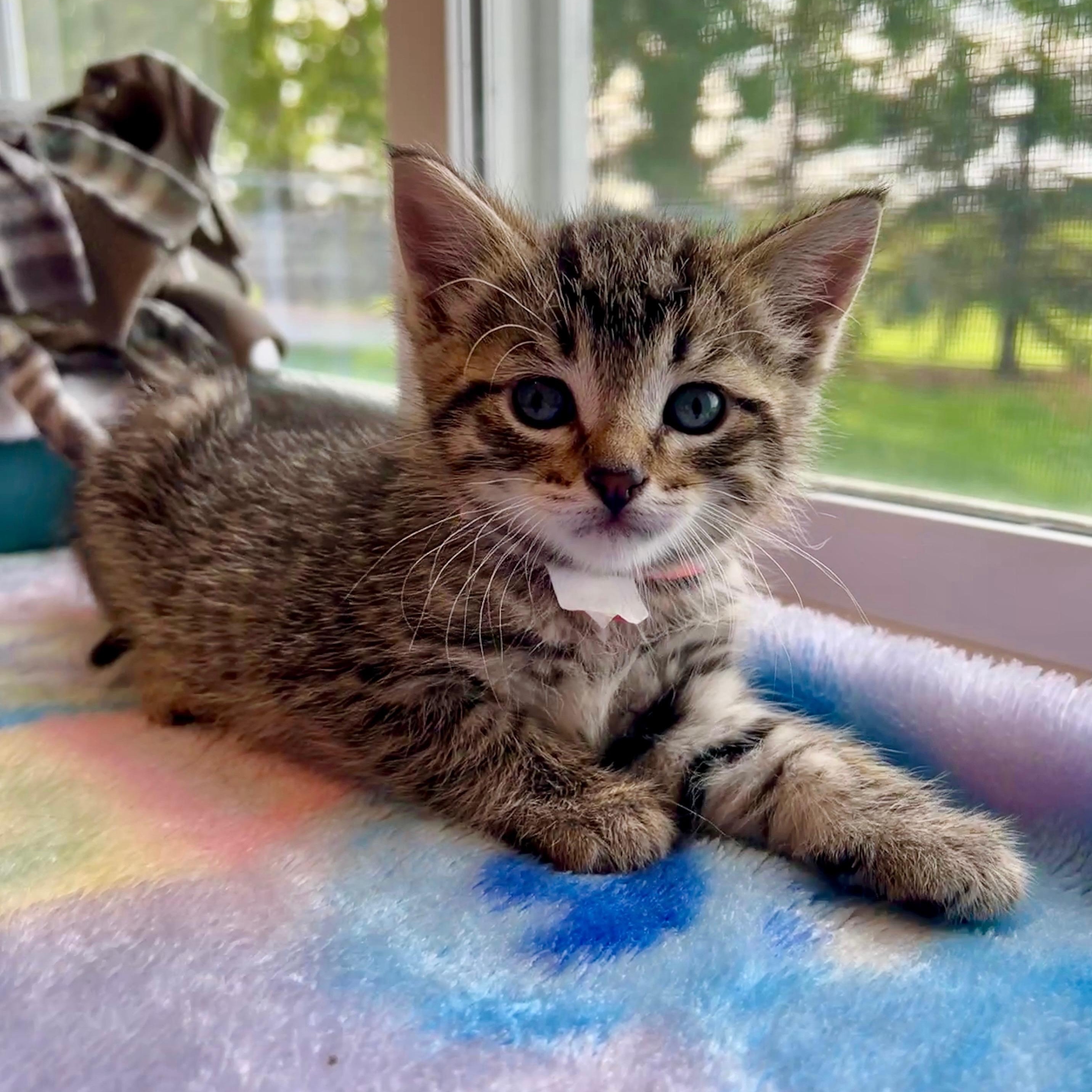 Carl, a Adoptable Domestic Short Hair in Jamestown, ND image 2/2