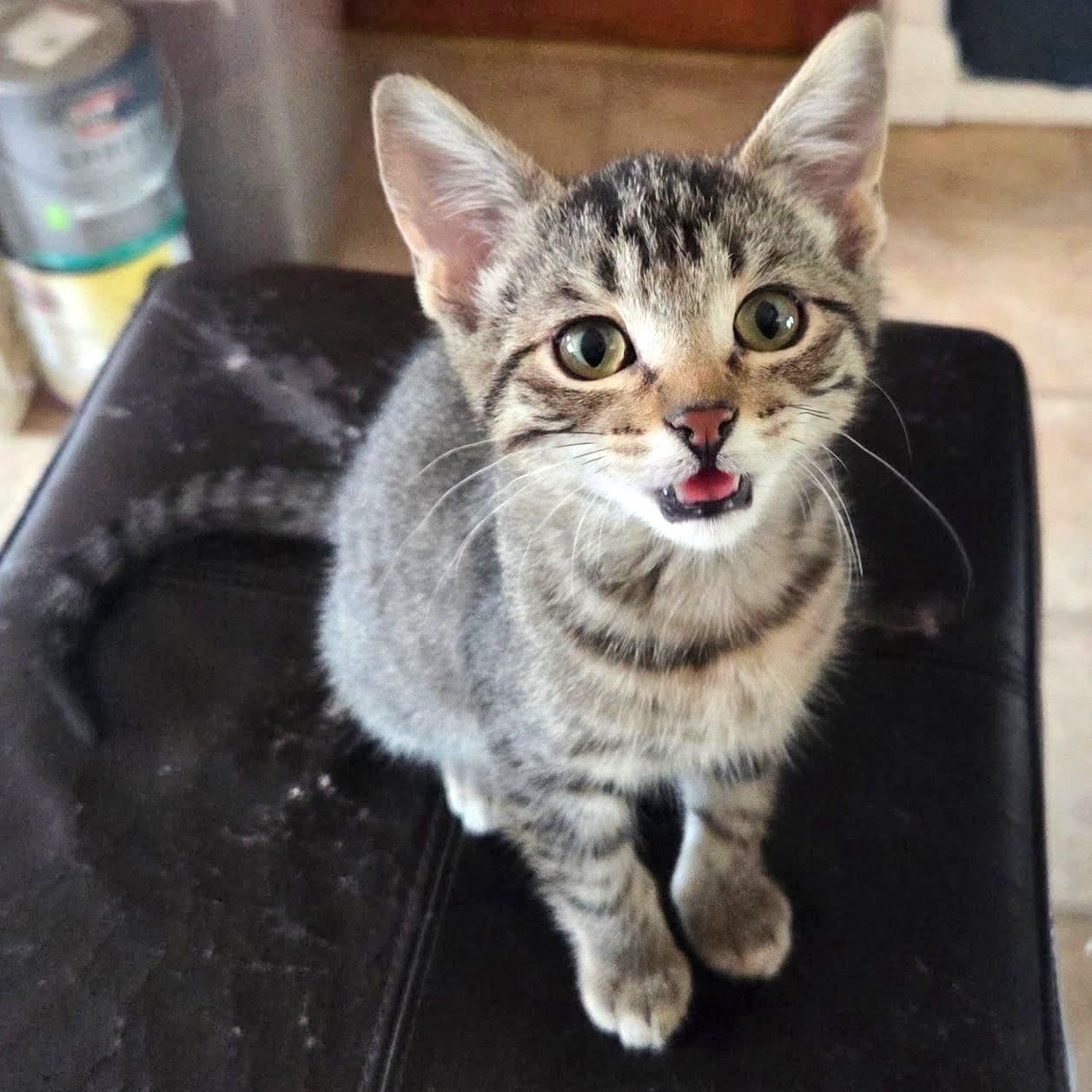 Carl, Adoptable, Kitten Male Domestic Short Hair.
